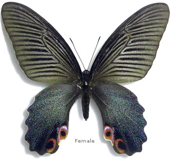 Papilio protenor