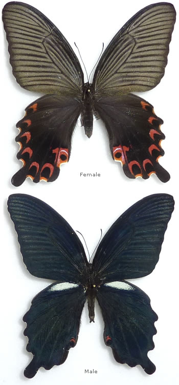 Papilio protenor 