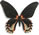Papilio rumanzovia - form 1