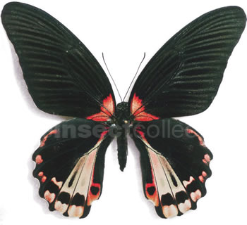 Papilio rumanzovia - form 2