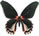 Papilio rumanzovia - form 2