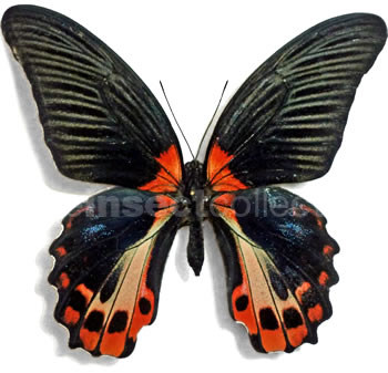 Papilio rumanzovia - form 3
