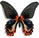 Papilio rumanzovia - form 3