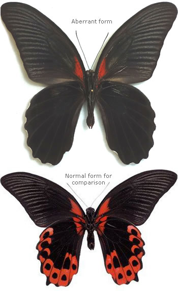 Papilio rumanzovia aberrant