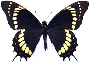 Papilio scamander