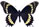 Papilio scamander