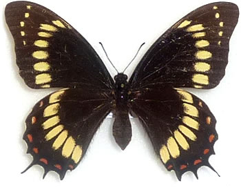 Papilio scamander