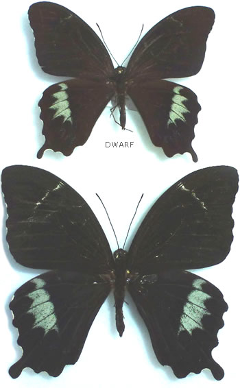 Papilio schmeltzii