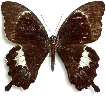 Papilio schmeltzii