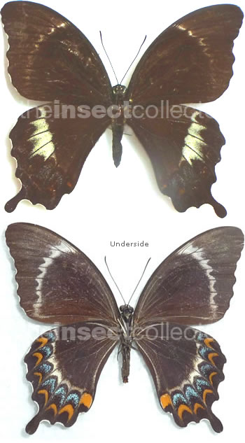 Papilio schmeltzii