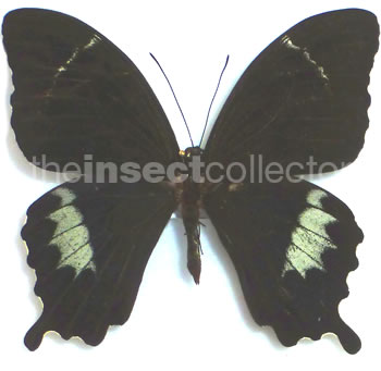 Papilio schmeltzii