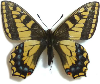 Papilio sikkimensis (=hookeri) 