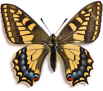 Papilio sikkimensis (=hookeri) 
