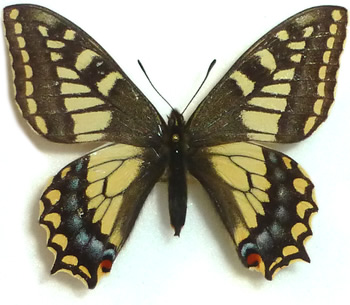 Papilio sikkimensis (=hookeri) 