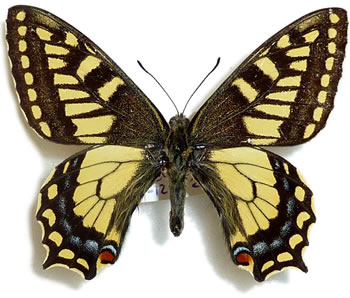 Papilio sikkimensis (=hookeri) 