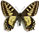 Papilio sikkimensis (=hookeri) 
