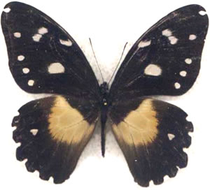 Papilio sjoestedti 