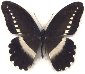 Papilio sjoestedti 