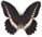 Papilio sjoestedti 