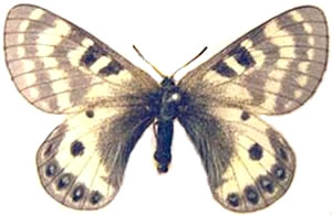 Parnassius stenosemus