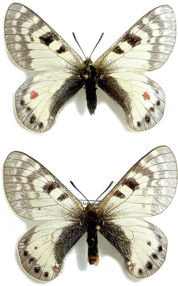 Parnassius stoliczkanus