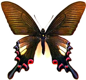 Papilio syfanius