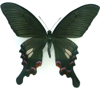 Papilio syfanius