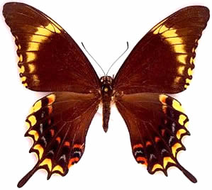 Papilio thersites 