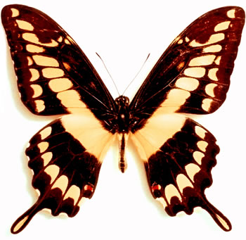 Papilio thoas