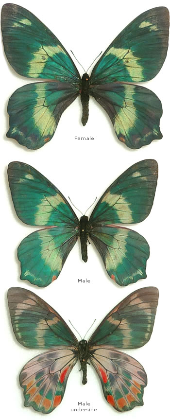 Papilio (Chilasa) toboroi 