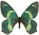 Papilio (Chilasa) toboroi 
