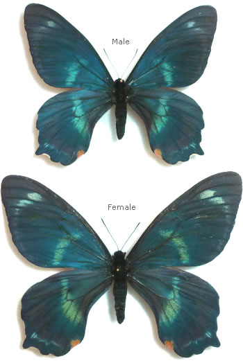 Papilio (Chilasa) toboroi 