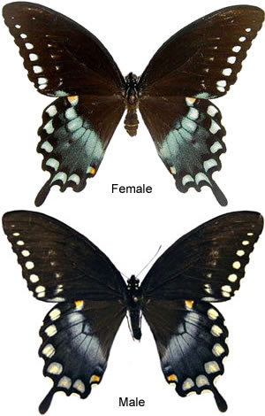 Papilio troilus