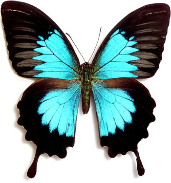 Papilio orsippus