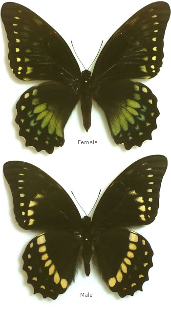Papilio coroebus