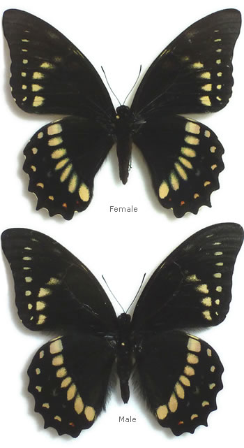 Papilio coroebus