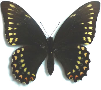 Papilio victorinus