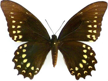 Papilio victorinus