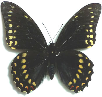 Papilio victorinus