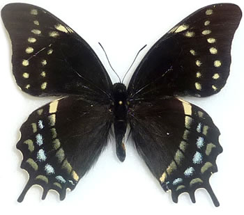 Papilio warscewiczii 