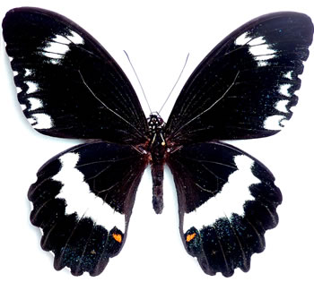 Papilio woodfordi 