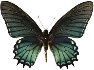 Papilio xanthopleura 