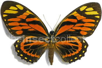 Papilio zagreus 