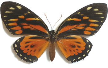 Papilio zagreus 