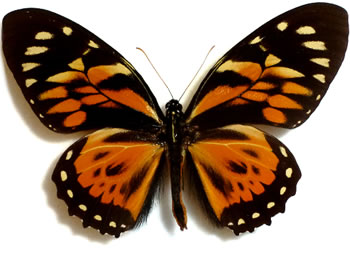 Papilio zagreus 