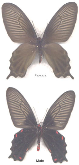 Pachlioptera anthiphus 