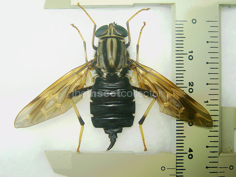 Pantophthalmus bellardi