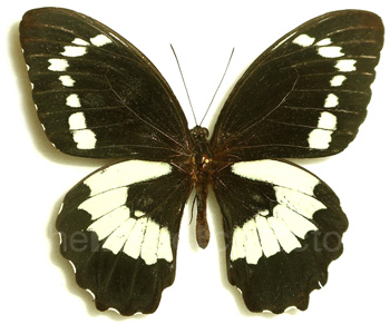 Papilio bridgei