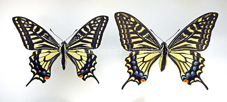 Papilio xuthus