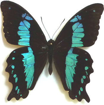 Papilio aethiops (=microps) 